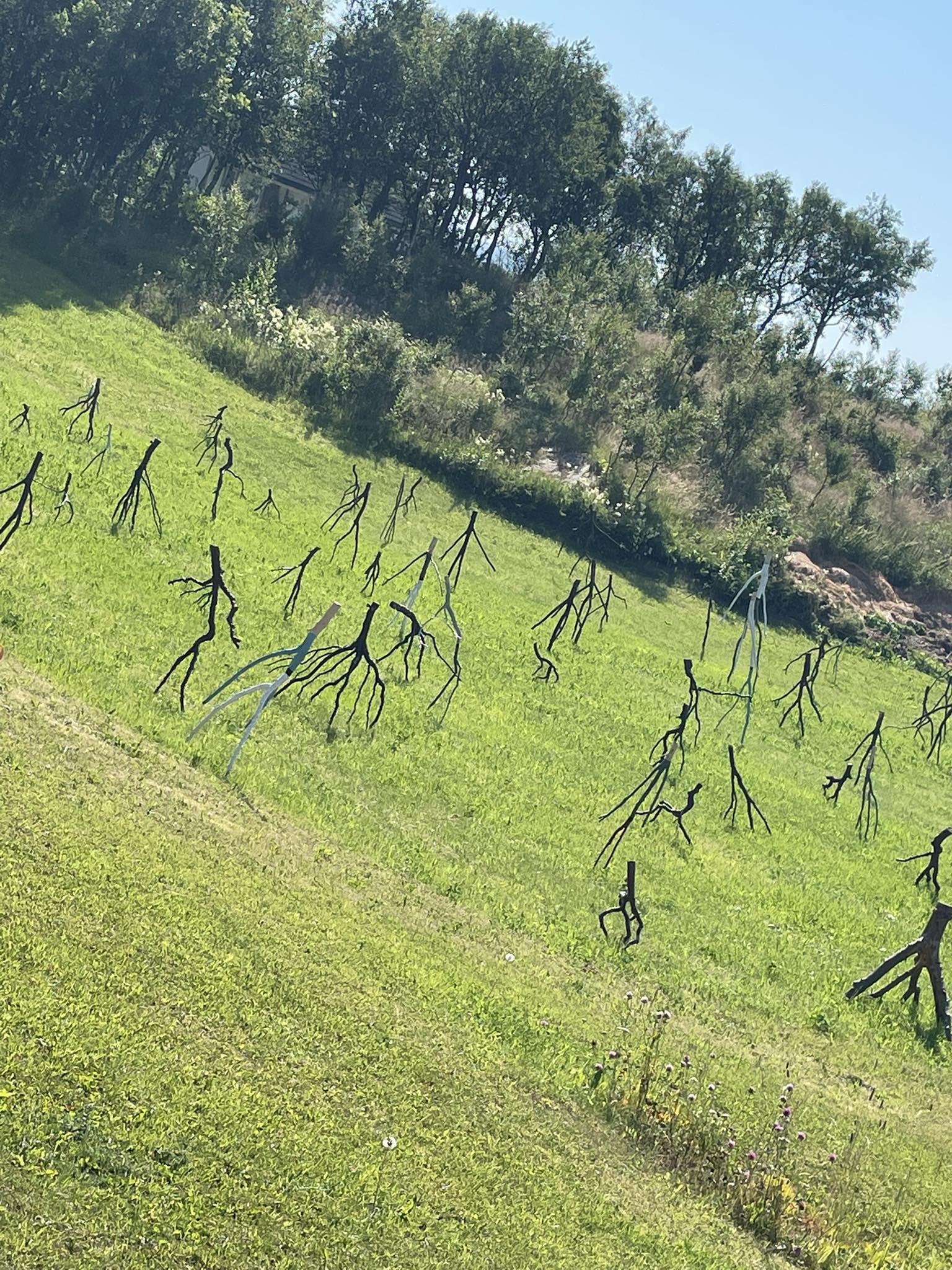 Thread image
